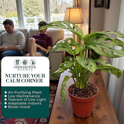 CoollectivePlants Monstera Swiss Cheese – Live Monstera Plant in 4″ Grower’s Pot, Easy Care Indoor House Plants Live and Low Maintenance Indoor Plant