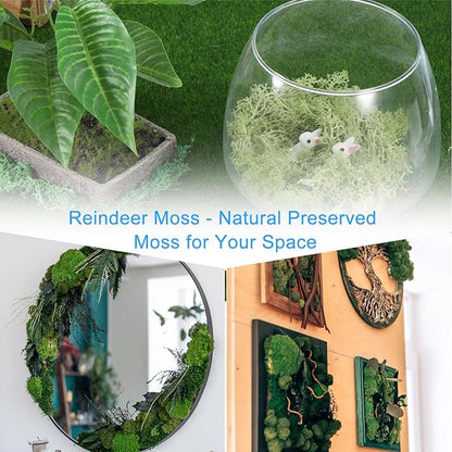 MECCANIXITY 3.5 OZ Moss Fake Craft Moss Artificial Moss Natural Preserved Moss for Craft Arts Floral DIY Project Wall Wedding Garden Patio Table Terrariums Decoration(Turquoise)
