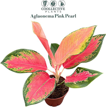Aglaonema Pink Pearl – Live Plant in 4" Grower’s Pot, Easy to Grow Low Maintenance Indoor Houseplant, Pink Plants - Includes UniHeat Pack for Winter Protection