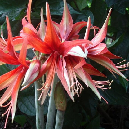 Amaryllis ‘Merengue’ Bulb – Exotic Hippeastrum Cybister, Red Spider Lily Style Blooms, Tropical Tender Perennial, Easy to Grow Indoor Amaryllis Bulb, Rare Flower