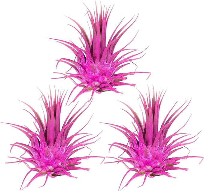 Air Plants - Tillandsia Ionantha - Organically Enhanced Color - Live Arrival Guaranteed - House Plants for Home Decor & Gift (Rose Pink 3pk)