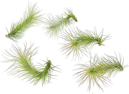 ragnaroc Air Plants - Tillandsia Funckiana, Large 5" - 5ct - Live Arrival Guaranteed - House Plants for Home Decor & Gift