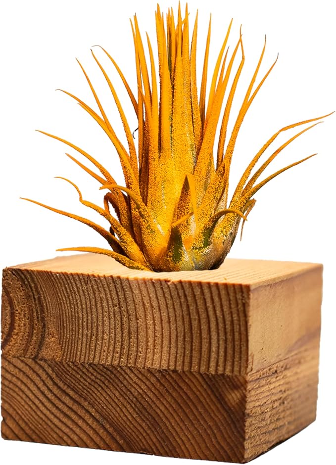 Air Plants - Tillandsia Ionantha - Organically Enhanced Color - Live Arrival Guaranteed - House Plants for Home Decor & Gift (3pk Marigold Tan Singles)