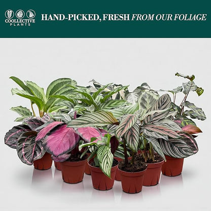 CoollectivePlants Calathea Assorted – Live Calathea Plants in 4″ Grower’s Pots (6 Pack), Easy Low Maintenance Indoor Houseplants, Pet Friendly, Includes UniHeat Pack for Winter Protection