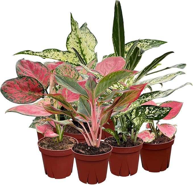 CoollectivePlants Aglaonema Live Plant Combo (Pack of 4) – Grower’s Choice Assorted Chinese Evergreen Indoor Plants Live Houseplants in 4” Growers Pots | Easy Low Light Indoor Plants