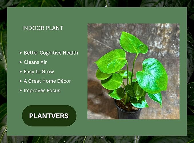 PLANTVERS Live Monstera Deliciosa in a Nursery Pot | Tropical Air Purifying Indoor Plant | Low Maintenance Large Leaf Houseplant | Easy Care Home or Office Décor Plant (4" Grow Pot)