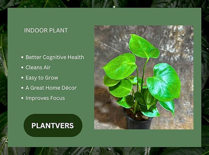 PLANTVERS Live Monstera Deliciosa in a Nursery Pot | Tropical Air Purifying Indoor Plant | Low Maintenance Large Leaf Houseplant | Easy Care Home or Office Décor Plant (4" Grow Pot)