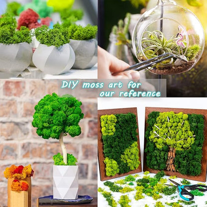 Amoueterno Preserved Moss 4 Color Reindeer Moss,Total 14OZ Each Color 3.5OZ, Natural Real Green Moss DIY Kit Moss Crafts Art Wall Decor Florist Decor Forest Green/Yellow Green/Leaves Green/Grass Gree