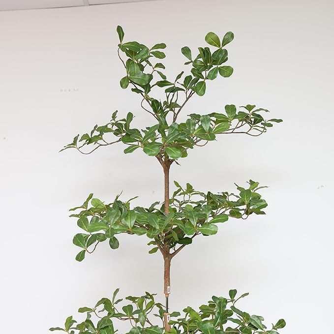 Artificial Black Olive Tree, 6FT Tall Big Leaf Faux Shady Lady Tree with Potted, Fake Olive Tree for Home Decor Indoor