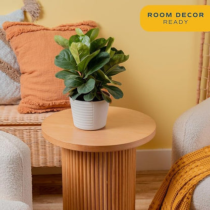 Costa Farms Little Fiddle Leaf Fig Live Plant in Decorative Pot, Indoor Houseplant, Perfect for Home, Room, or Office Decor, Great House Warming or Birthday Gift, 12-18 Inches Tall