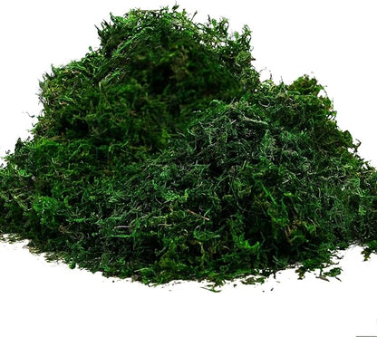 Byher 92926 Preserved Forest Moss, Fresh Green (8OZ)