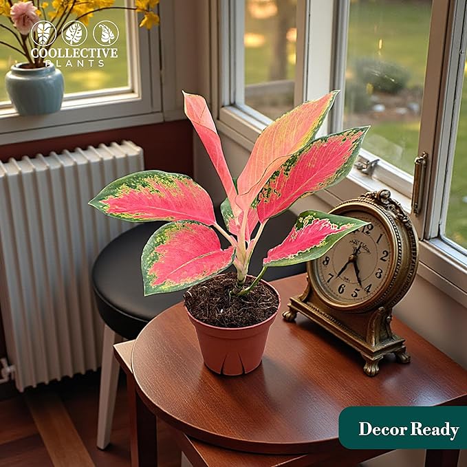 Aglaonema Pink Pearl – Live Plant in 4" Grower’s Pot, Easy to Grow Low Maintenance Indoor Houseplant, Pink Plants - Includes UniHeat Pack for Winter Protection