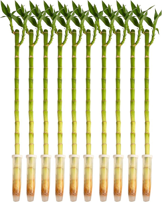 Costa Farms Lucky Bamboo Stalks (Pack of 10)