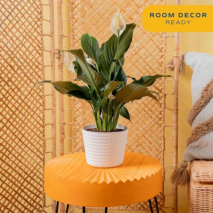 Costa Farms Peace Lily Live Plant in Decorative Pot, Air Purifying Flowering Indoor Houseplant, Perfect for Home, Room, or Office Decor, Great House Warming or Birthday Gift, 14-24 Inches Tall