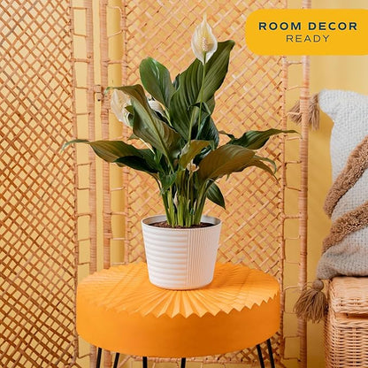 Costa Farms Peace Lily Live Plant in Decorative Pot, Air Purifying Flowering Indoor Houseplant, Perfect for Home, Room, or Office Decor, Great House Warming or Birthday Gift, 14-24 Inches Tall