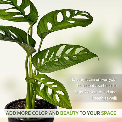 LEAL PLANTS ECUADOR Monstera Adansonii Swiss Cheese Plant (Pack of 2) Indoor houseplant | Live Plant Easy to Grow Indoor| Air Purifying Indoor Plant, Unique Gift for Plant Lovers
