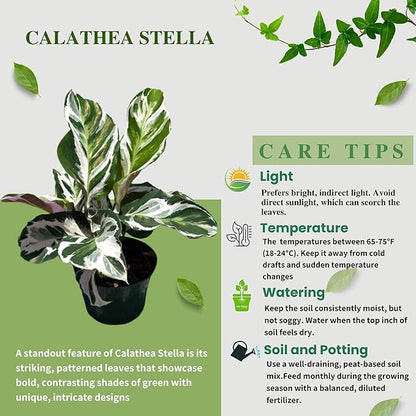 Calathea Live Plant in 4" Pot - Calathea Stella Plant Live - Pet Safe Easy to Grow Indoor Houseplants Flowers for Home Office Wedding Decor & Birthday Gift (Heat Pack Included)