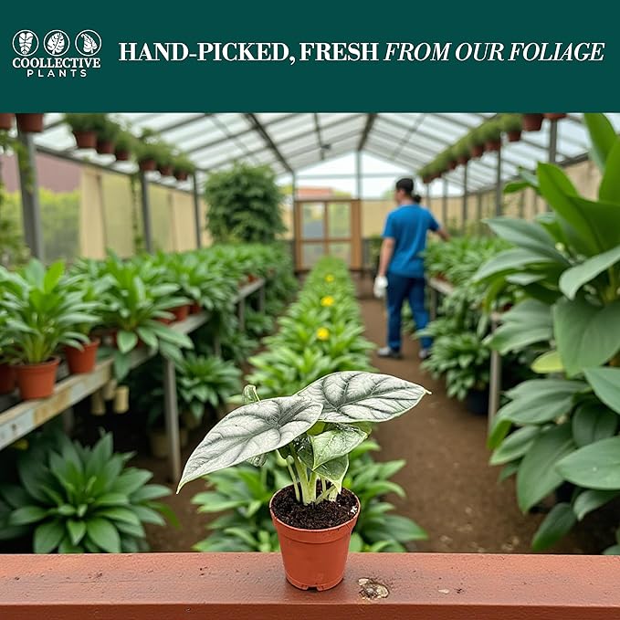 Alocasia Silver Dragon | Live Plant in a 4 or 6 Inch Growers Pot, Live Indoor, and Low Maintenance Houseplant bu Coollectiveplants (2" Pot)