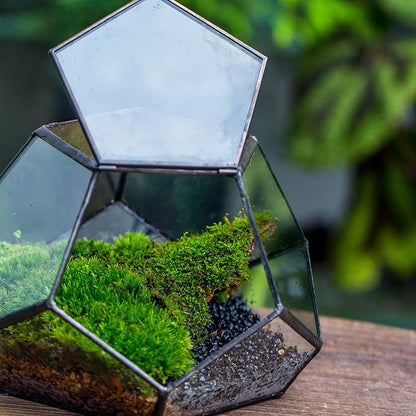 NCYP Small Glass Geometric Terrarium with Door -7.1x7.1x4.7 inches - Black Pentagon Closed Planter Pot for Succulents, Air Plants - Home Garden Office Tabletop Decoration Box (Terrarium Only)