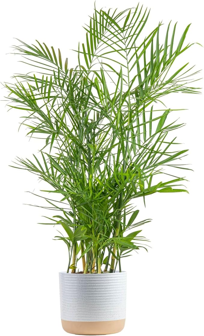 Costa Farms Bamboo Palm Live Plant in Decorative Pot, Air Purifying Large Indoor Houseplant, Perfect for Home, Room, or Office Decor, Great House Warming or Birthday Gift, 3-4 Feet Tall