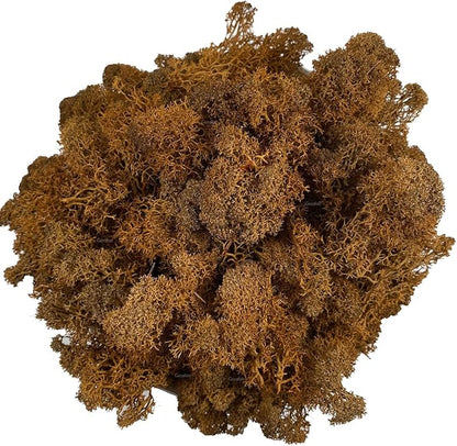 Moss Preserved Artificial Moss Natural Fresh Green Reindeer Moss for Craft Arts Floral Project Wall Decor Table Decor Wedding Centerpieces Garden Terrariums Decoration-Brown 3.5OZ