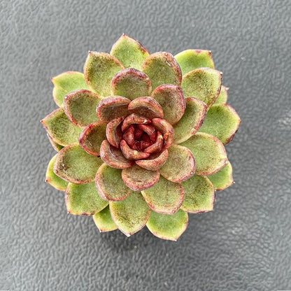 Live Succulent Plants (Echeveria 'Black-Crystals'), Easy Care Houseplant for Home and Office Decor, Great Gift for Housewarming, Birthday, Thanksgiving