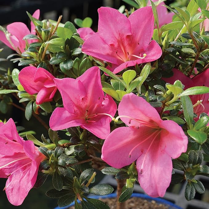 Brussel's Bonsai Live Satsuki Azalea Bonsai, Outdoor, Live Flowering Bonsai Tree - Small, 5 Years Old, 5 to 8 inches Tall - Grower Bonsai Pot