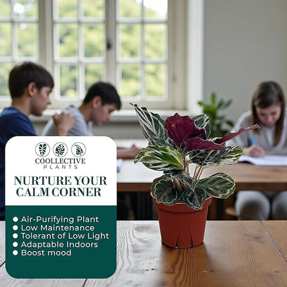 Calathea Medallion | Live Plant in a 2 Inch Growers Pot, Live Indoor, Easy to Grow, Easy to Care, and Low Maintenance Houseplant (4" Pot)