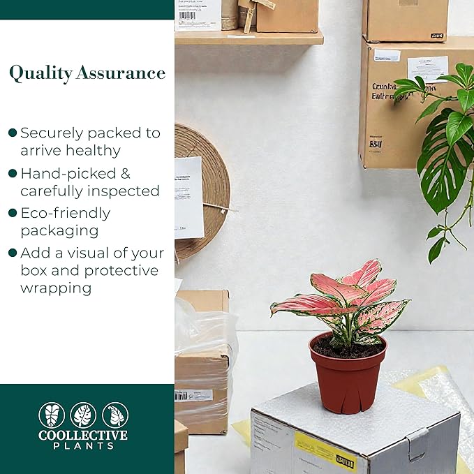 CoollectivePlants Aglaonema Chinese Evergreen ‘Cherry’ – Live Plant in 4″ Growers Pot, Aglaonema Live Plant, Easy Care Indoor Plant, Low Maintenance Houseplant