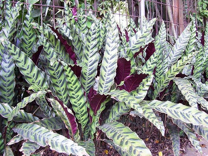 Rattlesnake Calathea - 5 Live Plants in 6 Inch Pots - Calathea Lancifolia - Beautiful Easy to Grow Air Purifying Indoor Plant