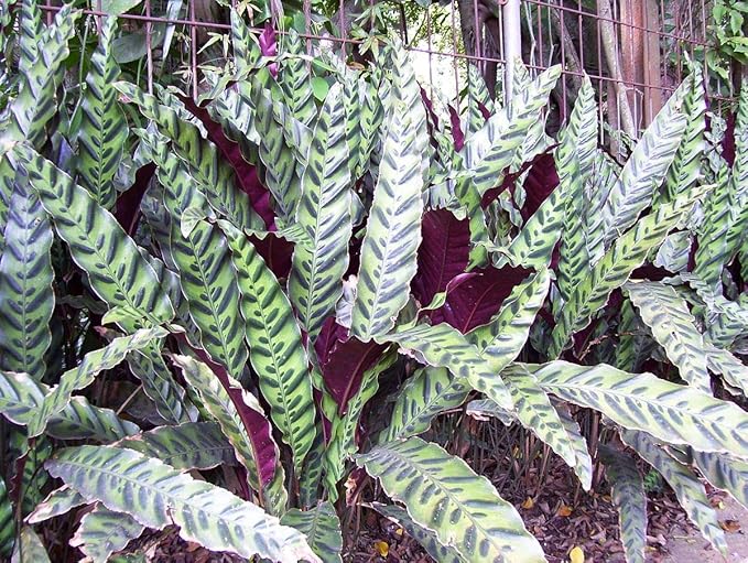 Rattlesnake Calathea - Live Plant in a 6 Inch Pot - Calathea Lancifolia - Beautiful Easy to Grow Air Purifying Indoor Plant