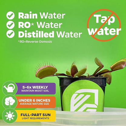 Venus Fly Trap Bundle - Akai Ryu (Red Dragon), King Henry, Dente & Original Carnivorous Plants by Wellspring Gardens - Indoor Starter Live Plants - Unique & Rare Fly Traps - Ideal for Halloween Decor