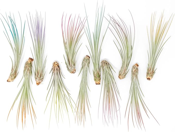 Coral Colorful Tillandsia Air Plants - Long Lasting Color Enhanced Live Tillandsia Succulent House Plants - Home and Garden Decor - Easy Care Indoor/Outdoor Plants (Juncea, Single)