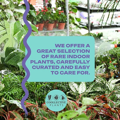Calathea Picturata, Live Plant in a 4 Inch Growers Pot, Live Indoor, Easy to Grow, Easy to Care, and Low Maintenance Houseplant (4" pots Wide)
