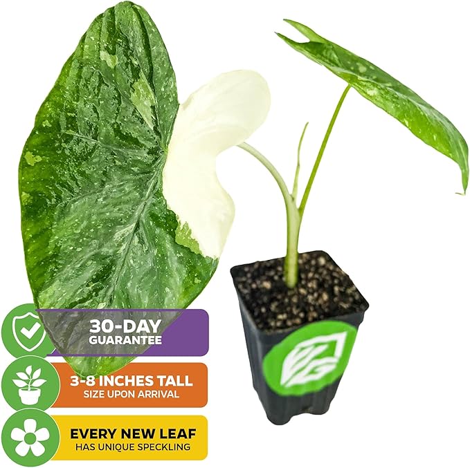 Elepaio (Ele Paio) Elephant Ear Live Plant - Colocasia esculenta by Wellspring Gardens – Tropical Garden Plants - Colocasia Bulbs for Planting Outdoor - Elephant Ear for Planting