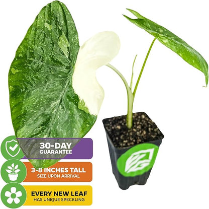 Elepaio (Ele Paio) Elephant Ear Live Plant - Colocasia esculenta by Wellspring Gardens – Tropical Garden Plants - Colocasia Bulbs for Planting Outdoor - Elephant Ear for Planting