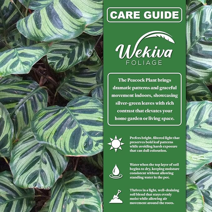 Peacock Plant - 3 Live Plants in 4 Inch Pots - Calathea Makoyana- Beautiful Easy to Grow Air Purifying Indoor Plant
