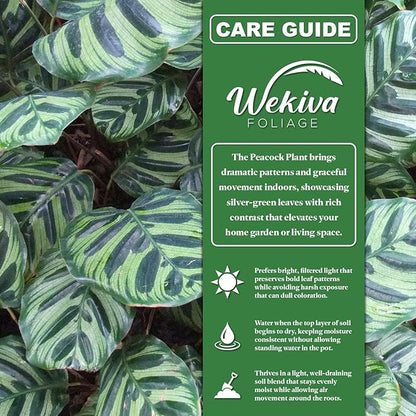 Peacock Plant - 3 Live Plants in 4 Inch Pots - Calathea Makoyana- Beautiful Easy to Grow Air Purifying Indoor Plant