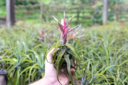5 Pack Medium Air Plants Streptophylla - Live Tillandsia Succulent House Plants - Available in Wholesale and Bulk - Home and Garden Decor - Easy Care Indoor/Outdoor Air Plant