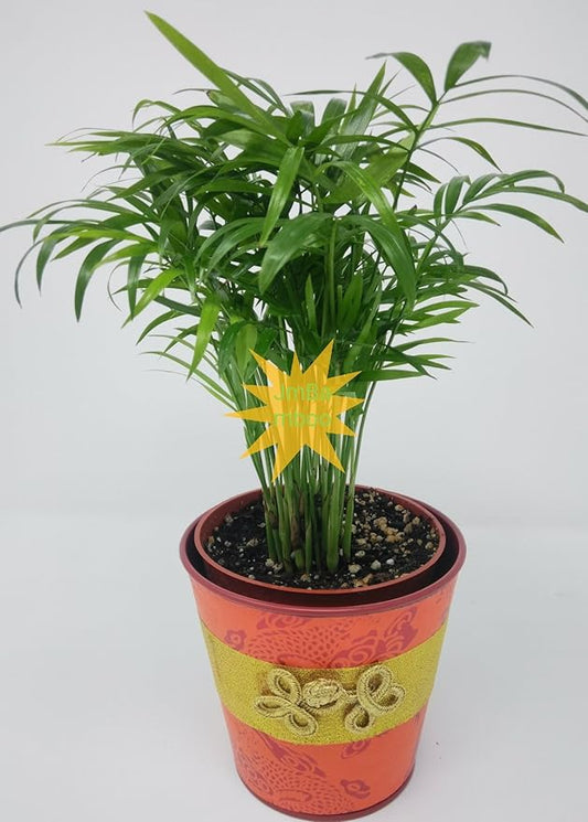 victorian Parlor Palm - Chamaedorea - 4" Pot Yellow Jmbamboo