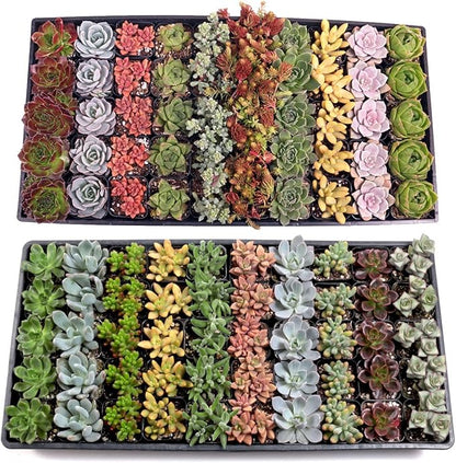 Mountain Crest Gardens Assorted Succulents Bulk Pack - 100 Live Plants in 2 Inch Pots - Real Indoor/Outdoor Succulents for DIY, Gifts, Weddings, and Home Decor