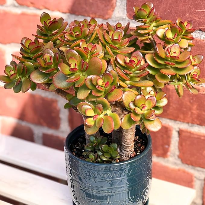 Dwarf Jade with Green Stripe Pot, Live Crassula Ovata Crosby's Compact, Rare Cute Succulent Plant in 4" Planter, Home Office Décor