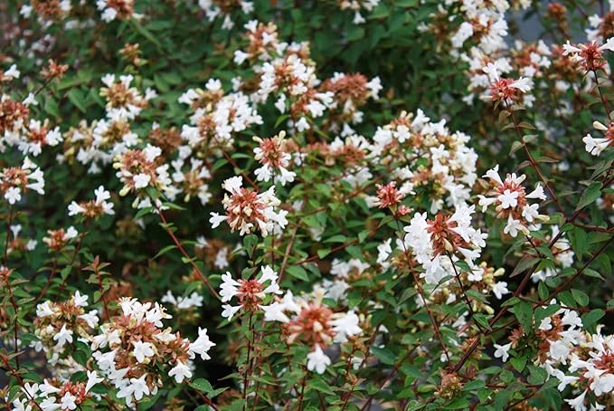 Abelia Chinensis Rose Creek - 60 Live Plants - Flowering Deer Resistant Butterfly Attracting Shrub