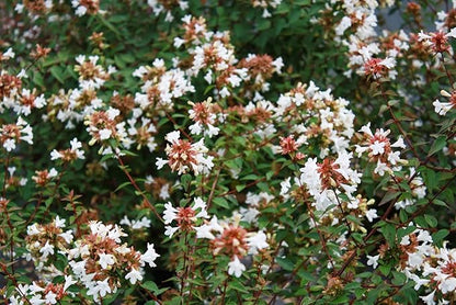 Abelia Chinensis Rose Creek - 3 Live Plants - Flowering Deer Resistant Butterfly Attracting Shrub