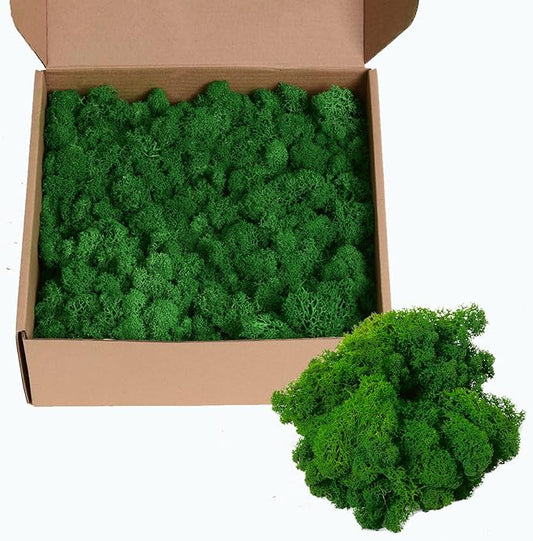 Amoueterno Colored Reindeer Moss, 14OZ, Loose, 1.1 ft Coverage, Decorative Moss for Wall Art, Moss Crafts, Potted Plants, DIY Home Office Decoration