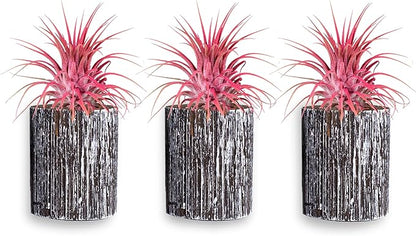 Air Plants - Tillandsia Ionantha - Organically Enhanced Color - Live Arrival Guaranteed - House Plants for Home Decor & Gift (3pk Coral Glow + White Barrels)