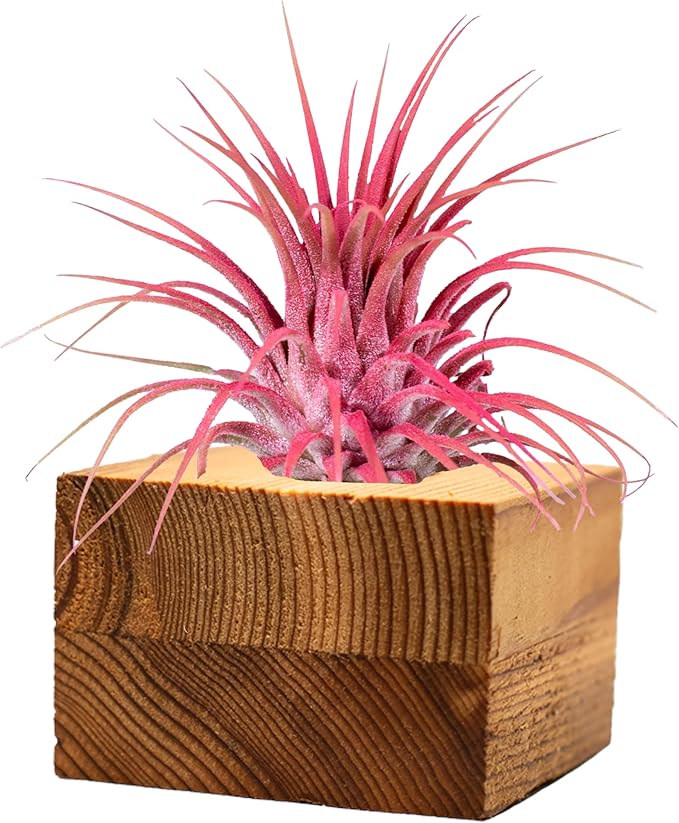 Air Plants - Tillandsia Ionantha - Organically Enhanced Color - Live Arrival Guaranteed - House Plants for Home Decor & Gift (3pk Coral Glow Tan Singles)