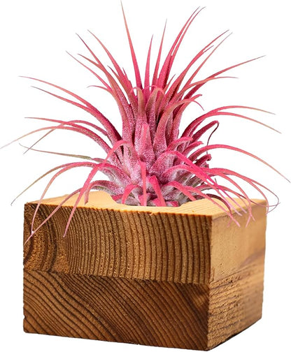 Air Plants - Tillandsia Ionantha - Organically Enhanced Color - Live Arrival Guaranteed - House Plants for Home Decor & Gift (3pk Coral Glow Tan Singles)