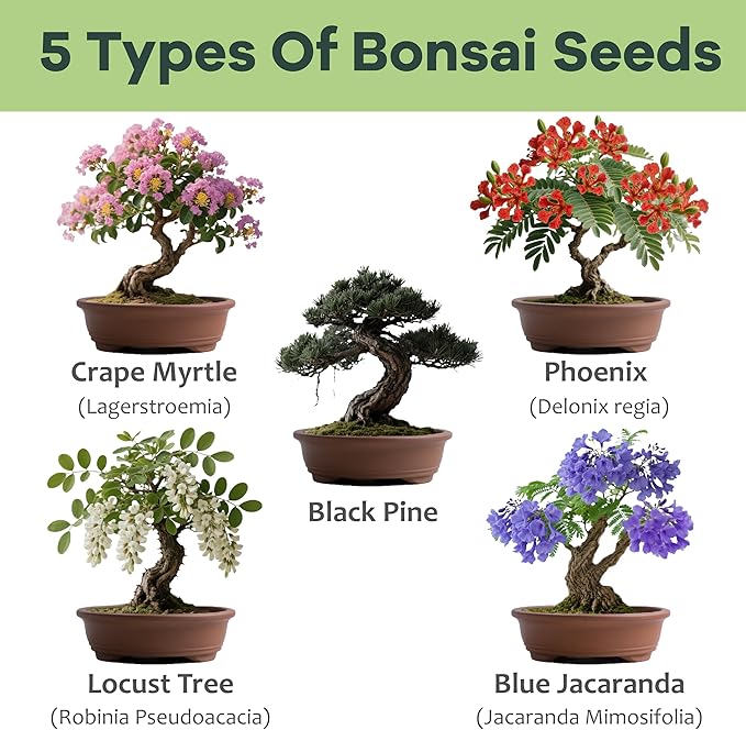 Bonsai Tree Kit for Beginners - Unique DIY Japanese Bonsai Trees, Crafts for Adults, for Women & Men,Complete Indoor Plant Kit