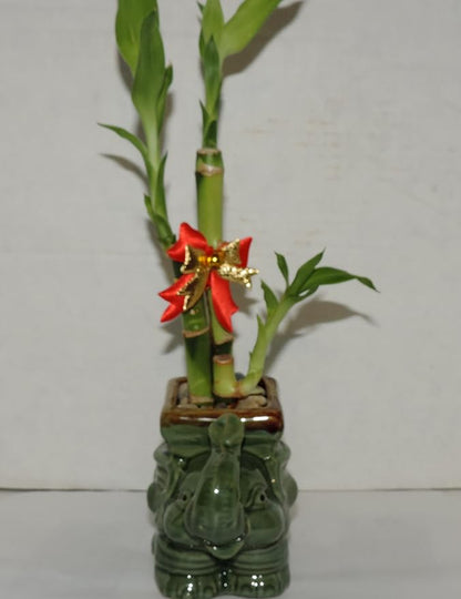 JMBAMBOO- Live 3 Style Lucky Bamboo Plant Arrangement with Ceramic elephant Vase